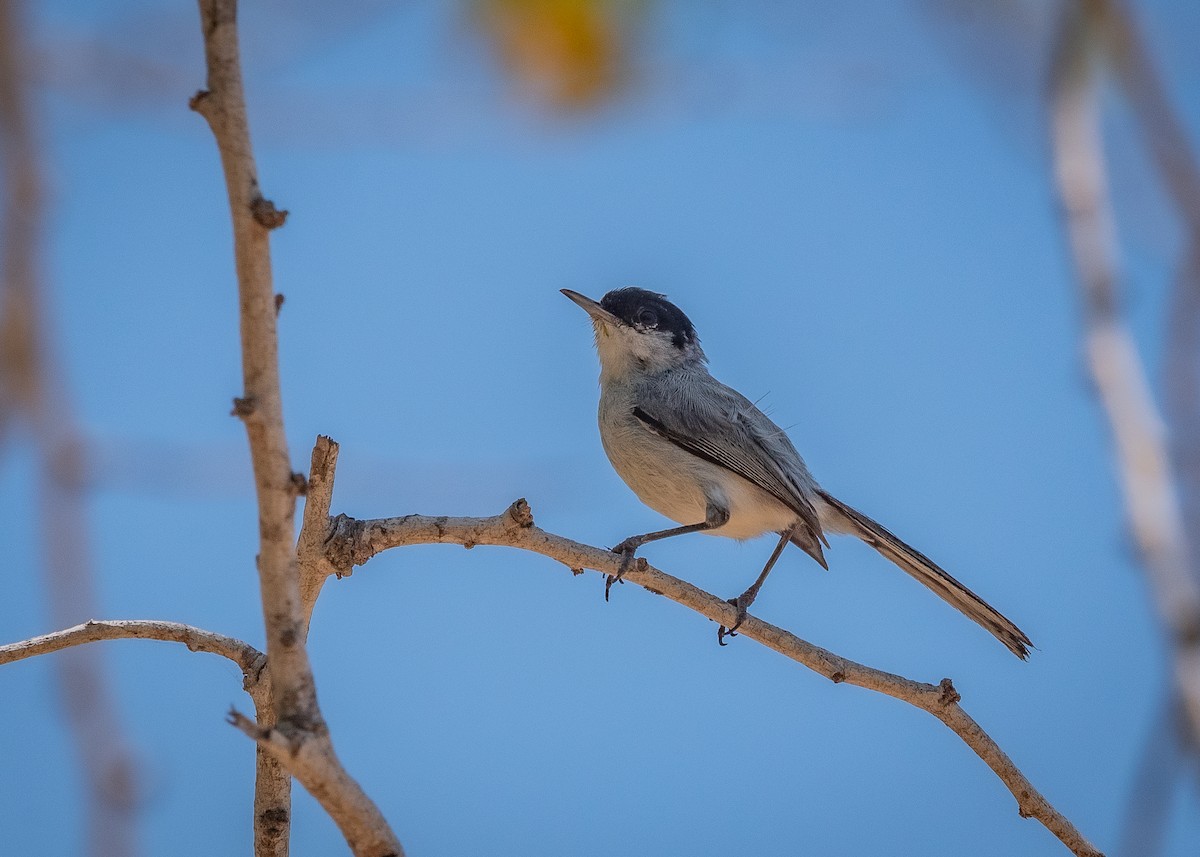 Black-capped Gnatcatcher - ML638681422