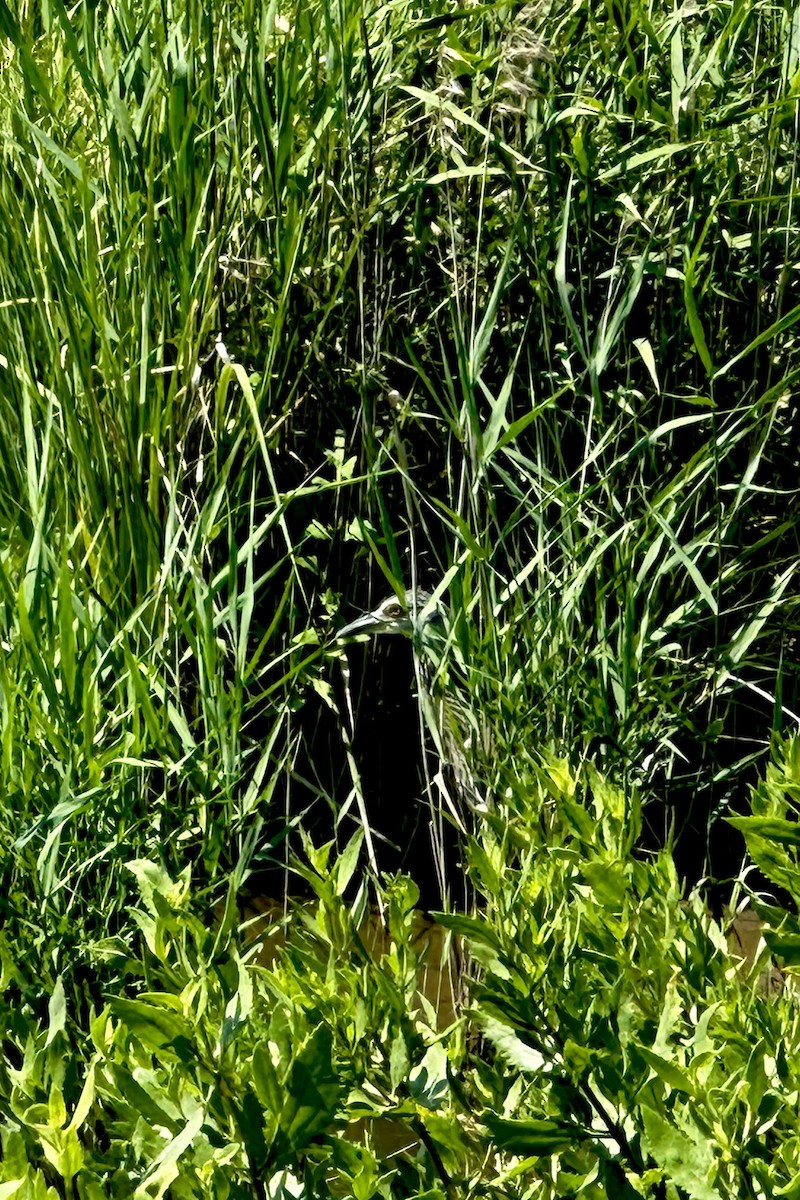 Yellow-crowned Night Heron - ML638681439