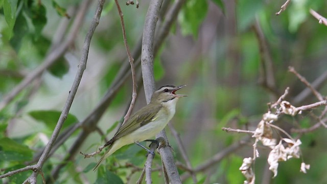 Vireo occhirossi - ML638681441