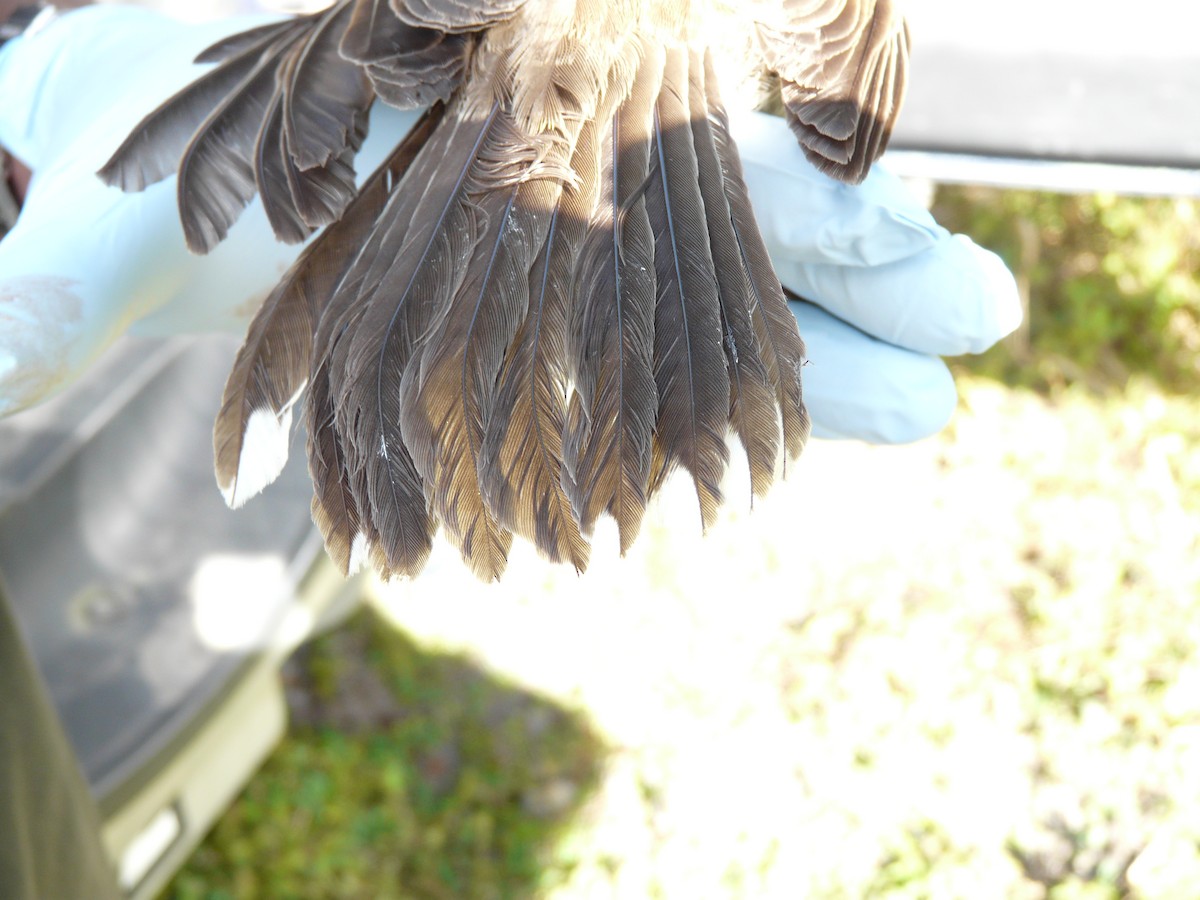 Cuitlacoche Oscuro - ML638681455
