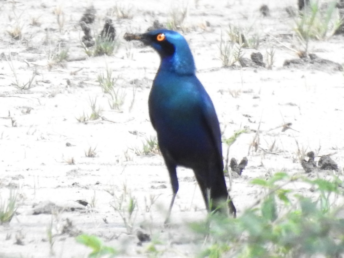 Greater Blue-eared Starling - ML638681457