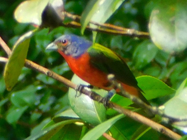 Painted Bunting - ML638681508
