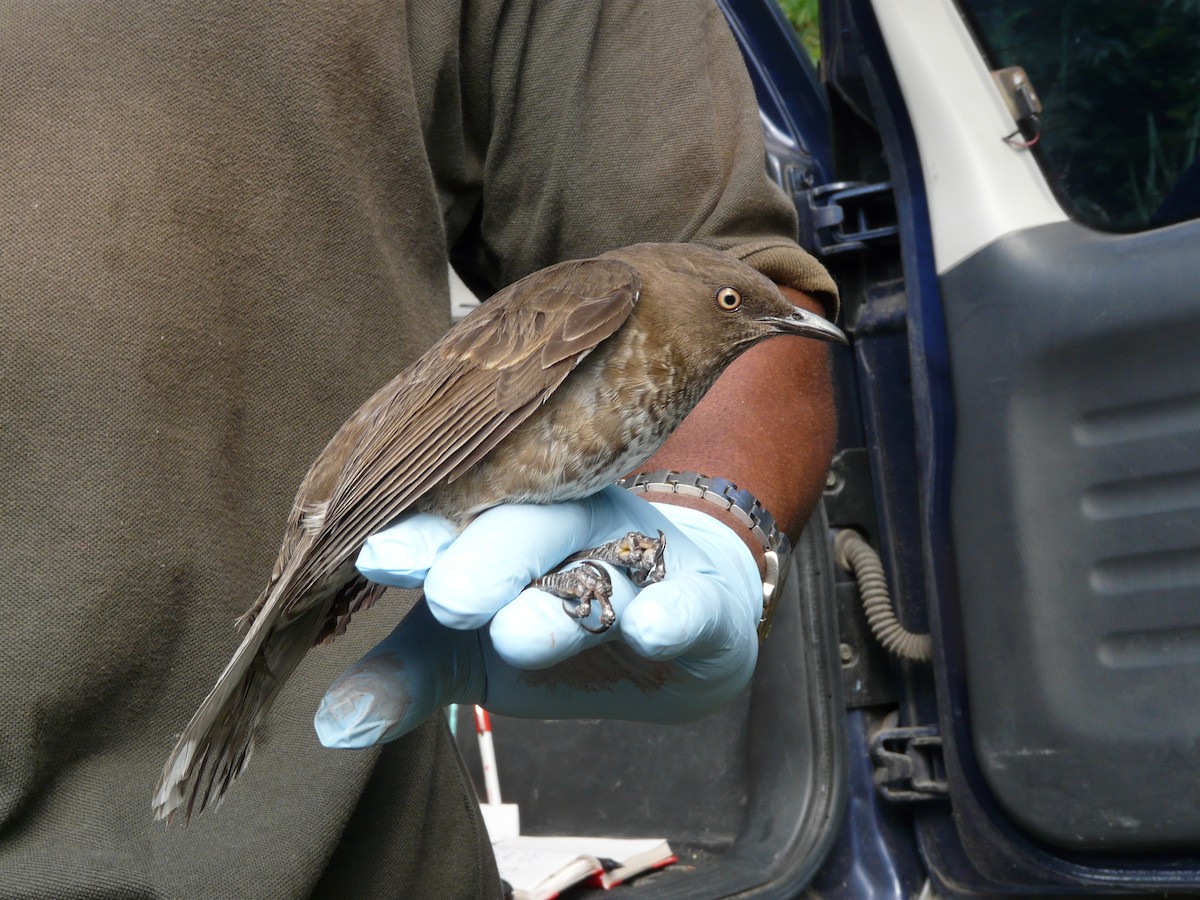 skjellspottefugl - ML638681538