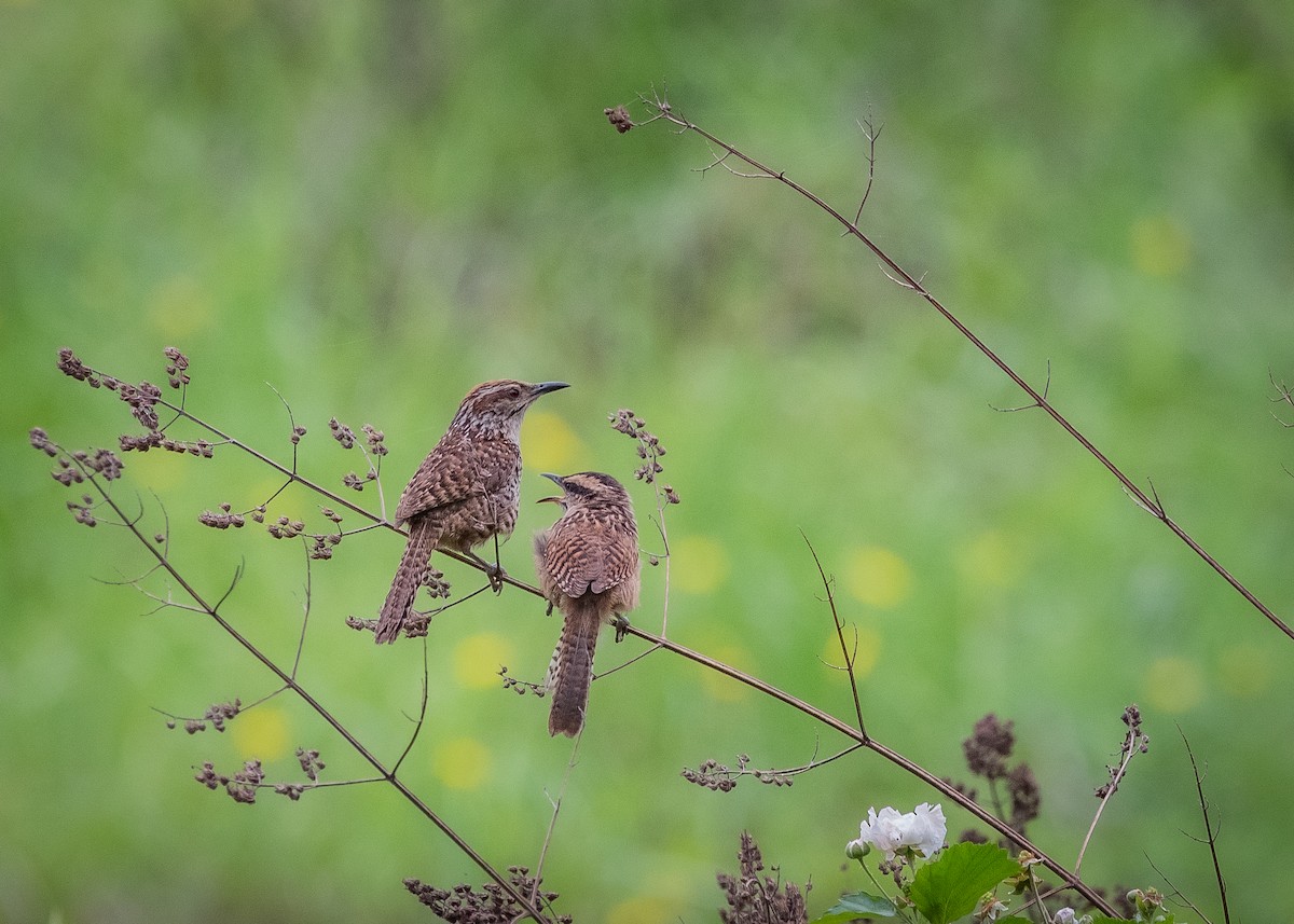 Spotted Wren - ML638681557