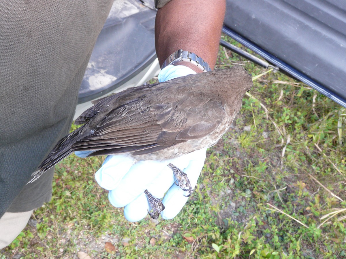 skjellspottefugl - ML638681565