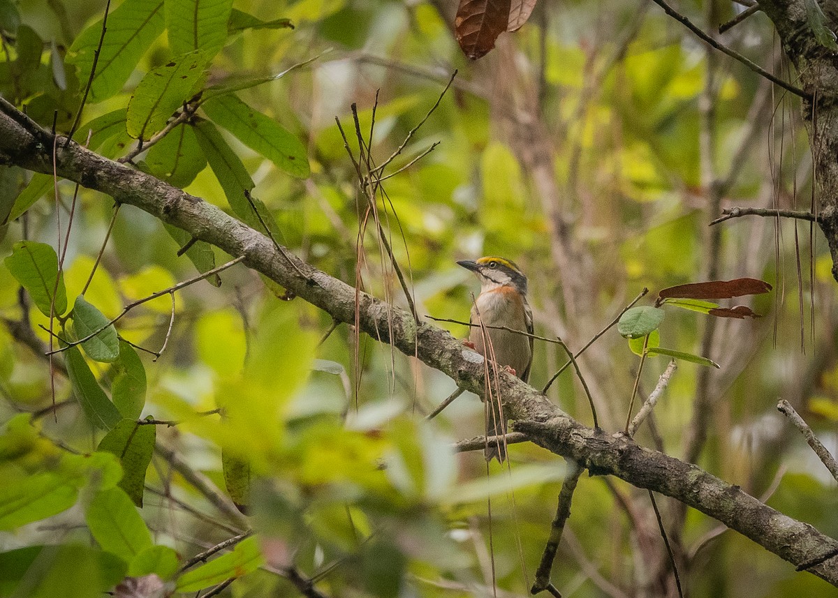 Chestnut-sided Shrike-Vireo - ML638681633