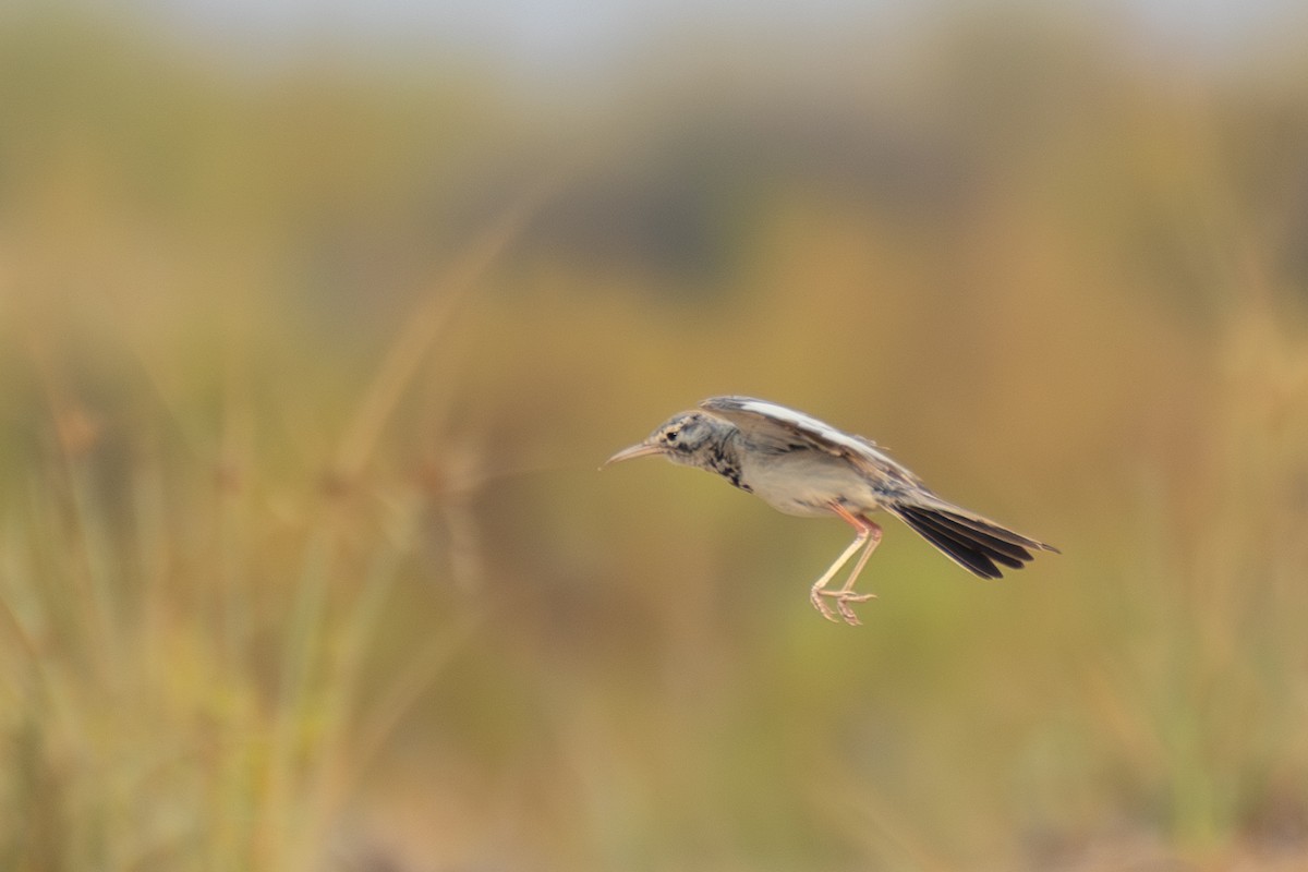 Greater Hoopoe-Lark - ML638681643