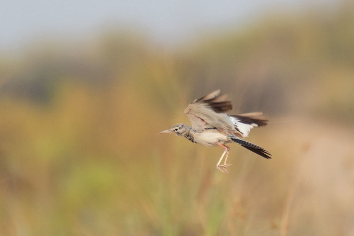 Greater Hoopoe-Lark - ML638681644