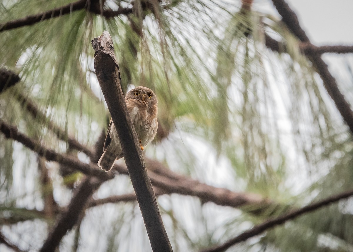 Colima Pygmy-Owl - ML638681658
