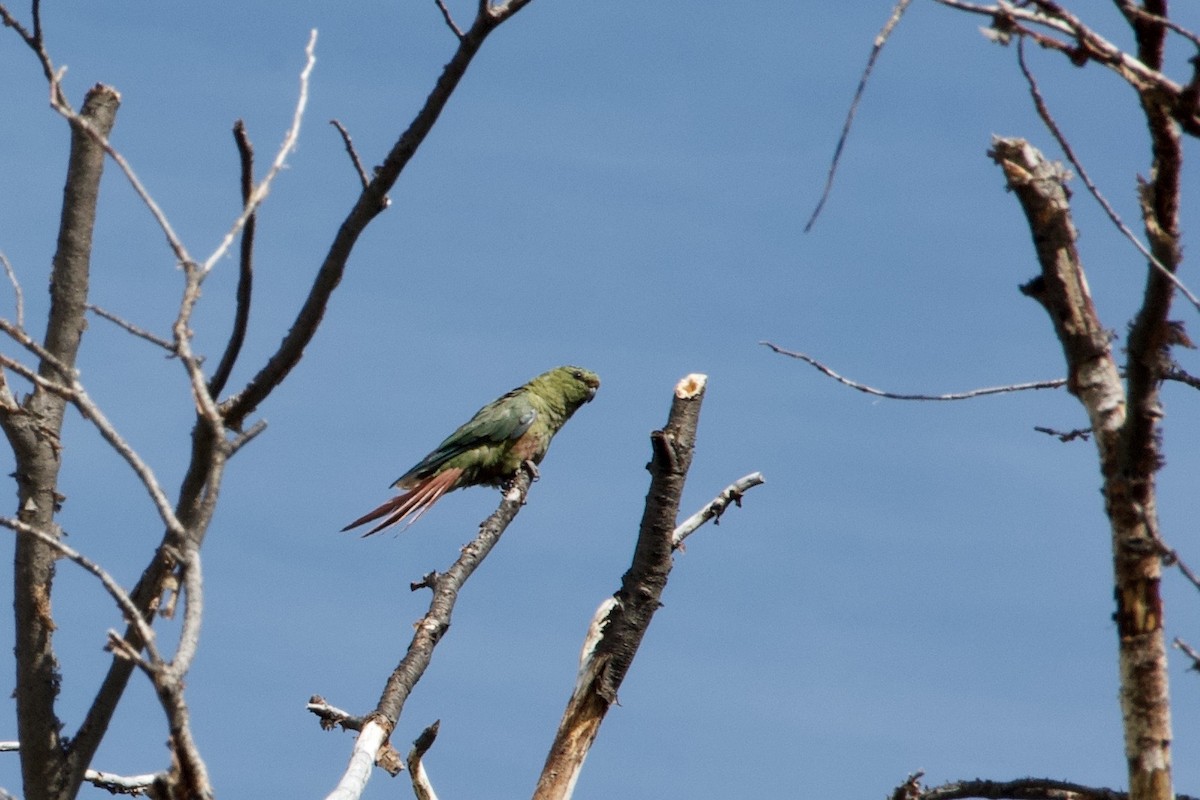 Austral Parakeet - ML638681682