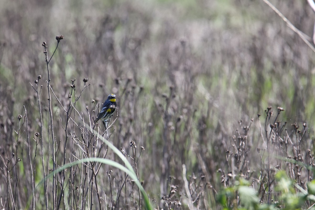 Yellow-rumped Warbler - ML638681683