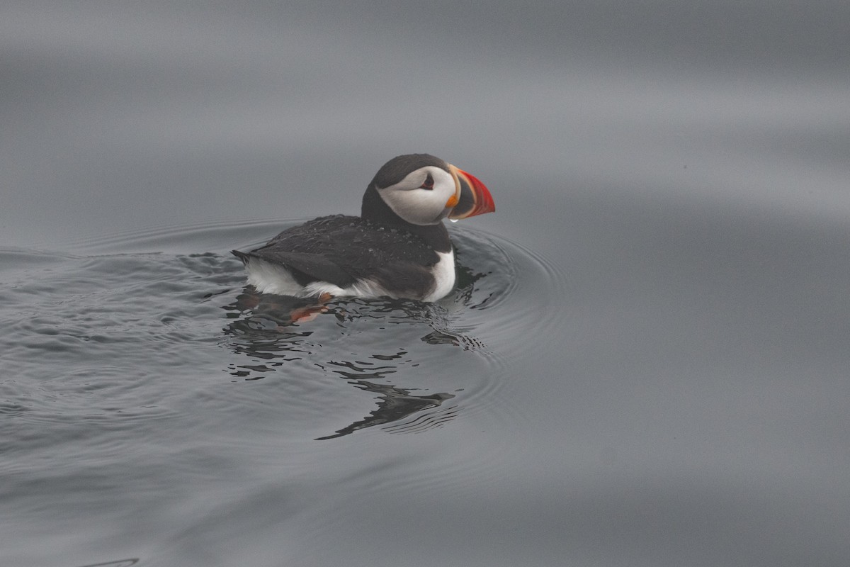 Atlantic Puffin - ML638681693