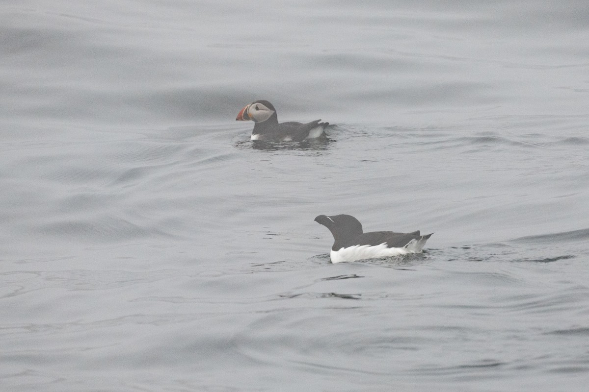 Razorbill - ML638681697