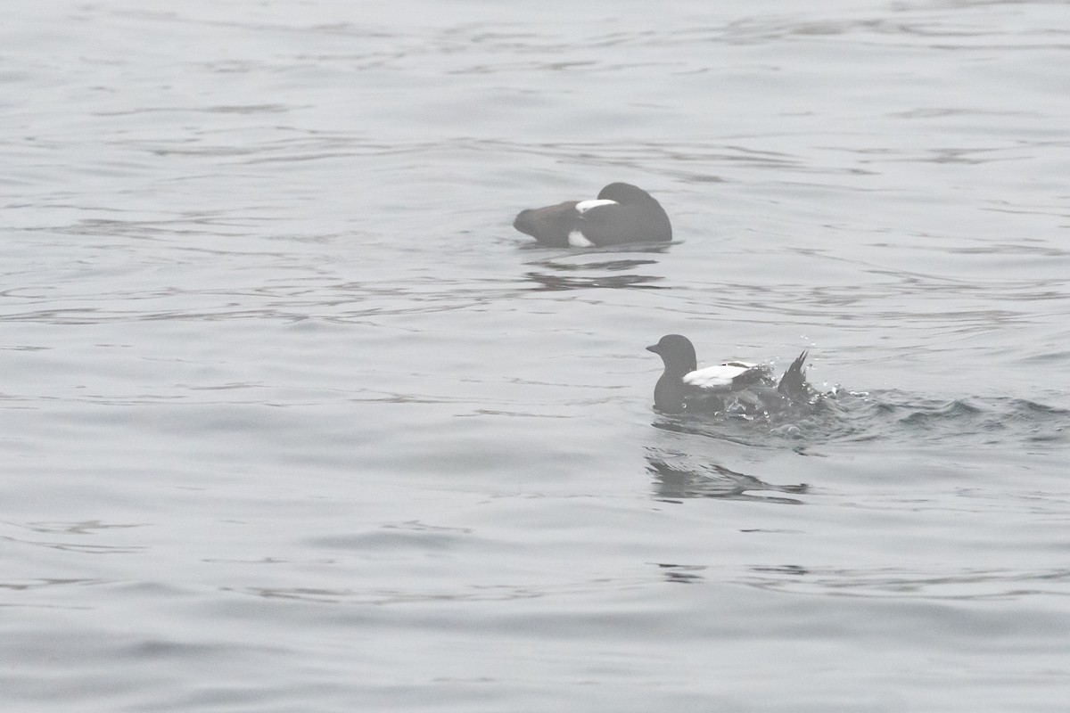 Black Guillemot - ML638681705