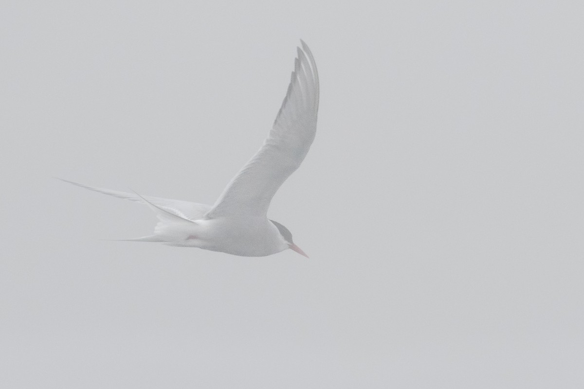Arctic Tern - ML638681709