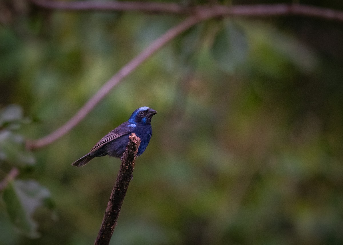 Blue Bunting - ML638681711
