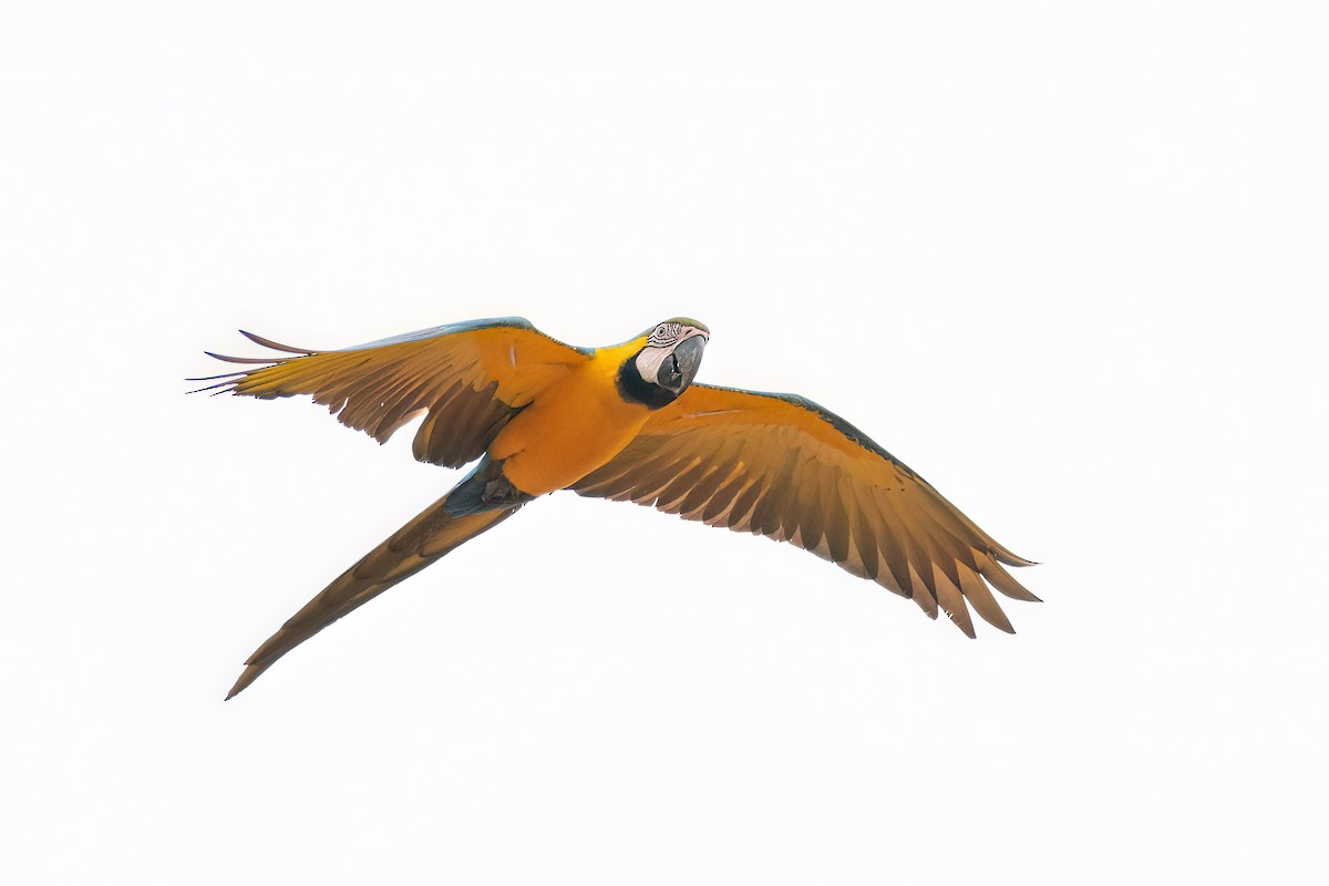 Blue-and-yellow Macaw - ML638681714