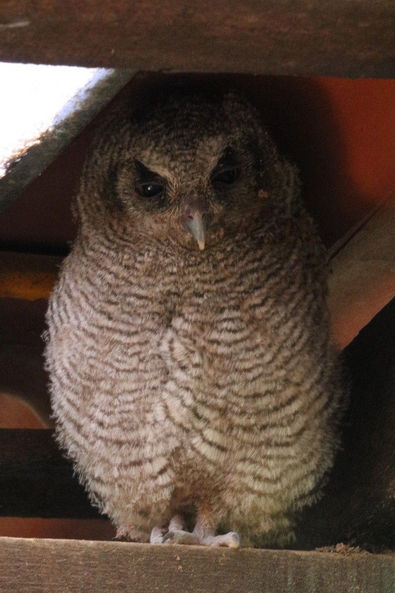Burrowing Owl - ML638681724