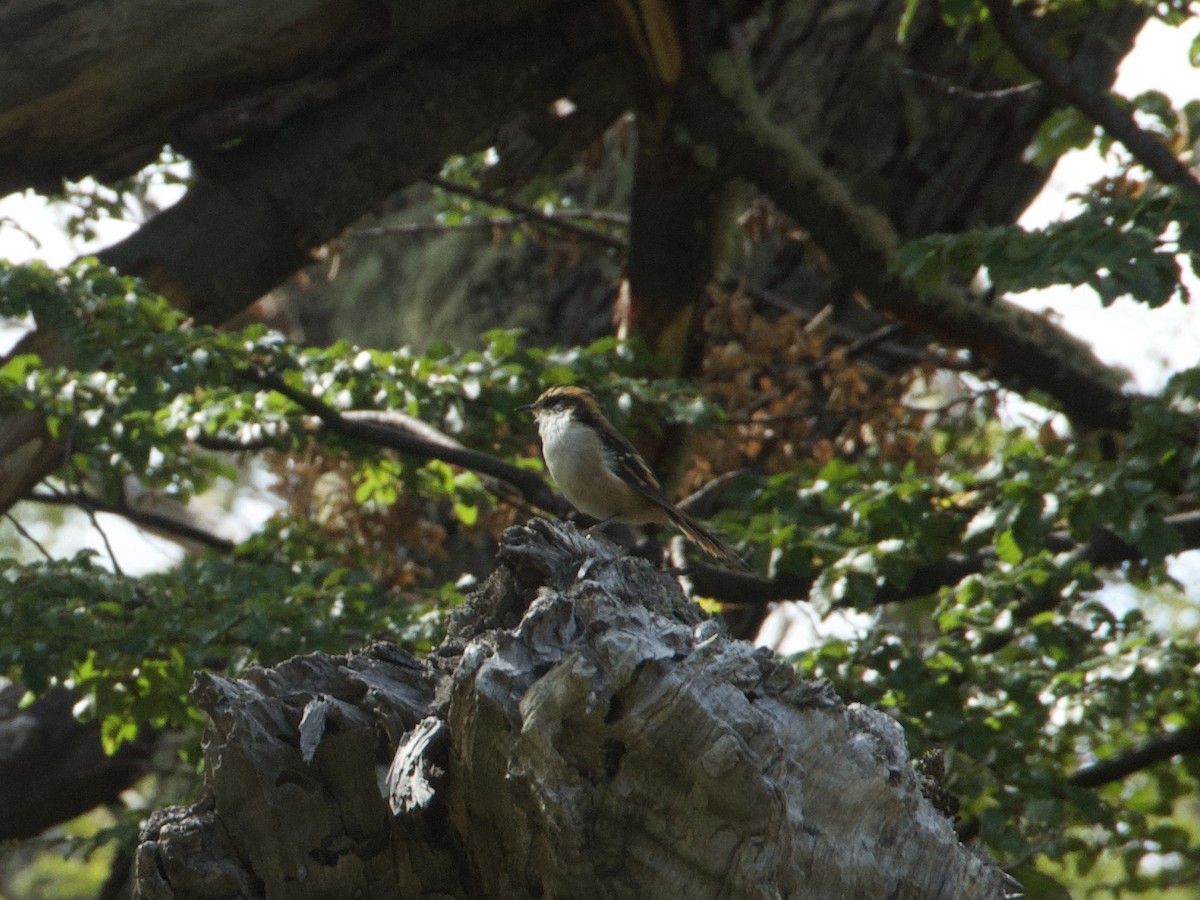 Thorn-tailed Rayadito - ML638681774