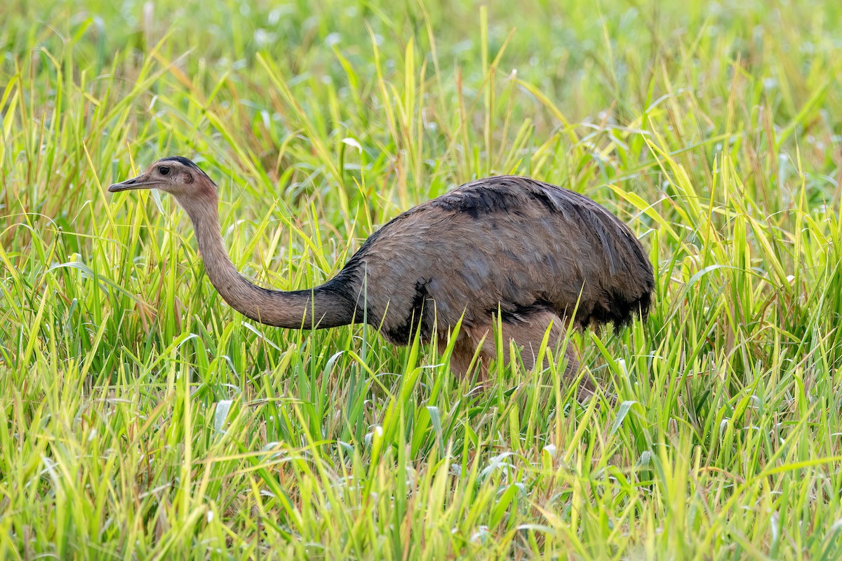 Greater Rhea - ML638681783
