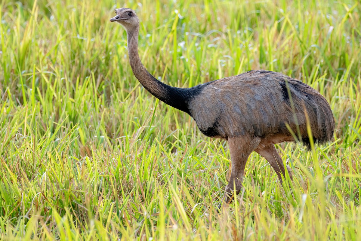 Greater Rhea - ML638681784