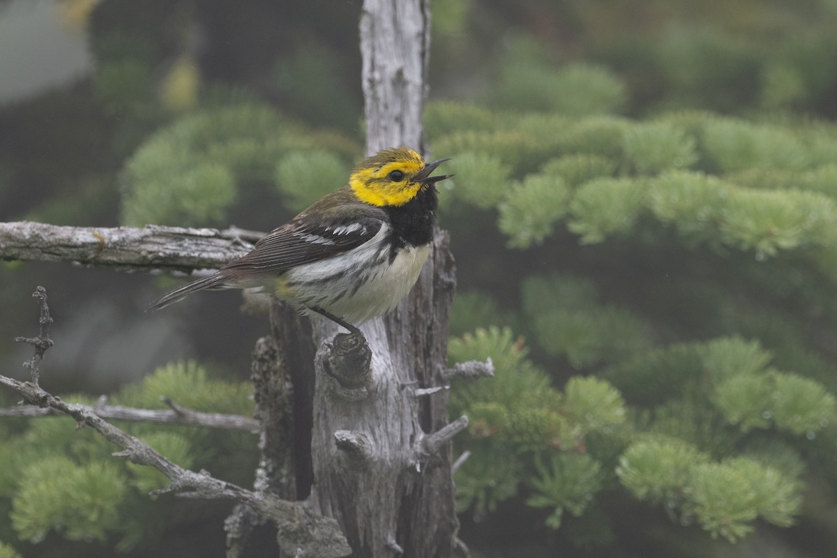 Black-throated Green Warbler - ML638681812