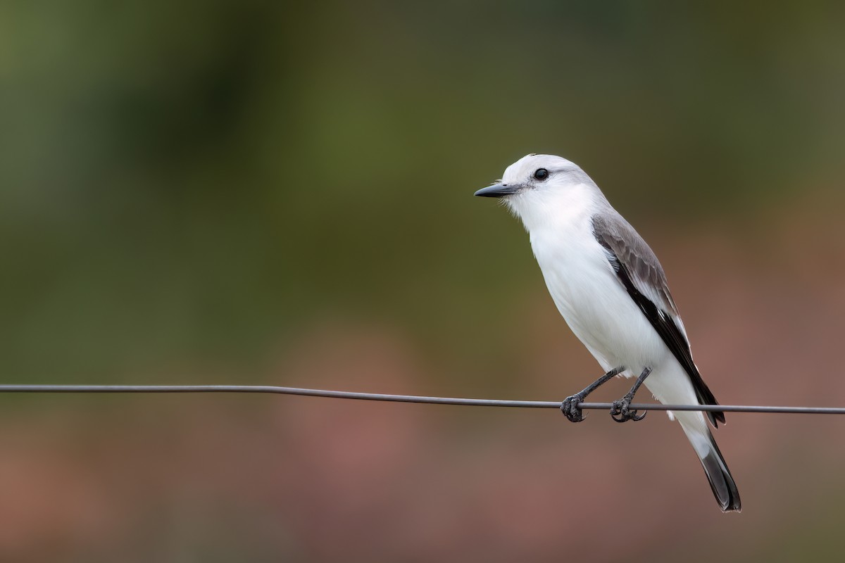 White-rumped Monjita - ML638681840
