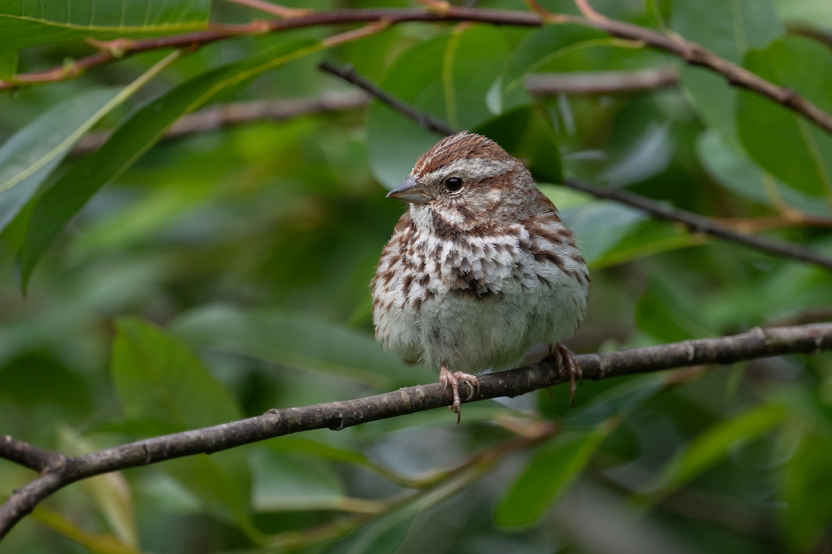 Song Sparrow - ML638681848