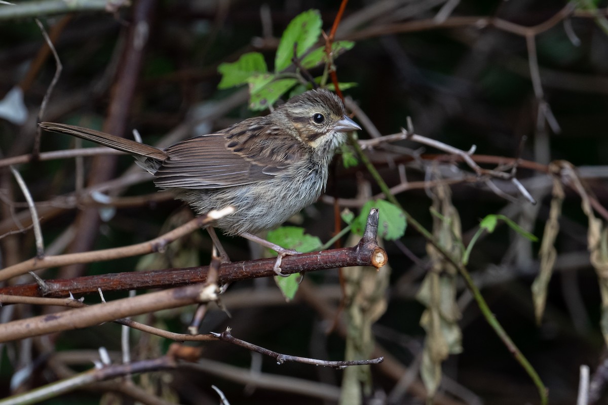 Swamp Sparrow - ML638681854