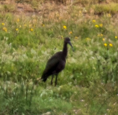 White-faced Ibis - ML638681900