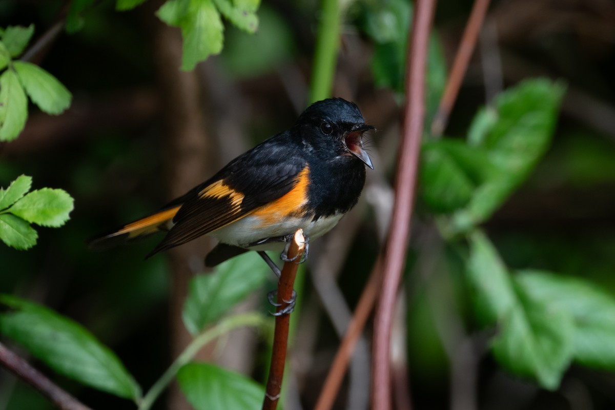 American Redstart - ML638681903