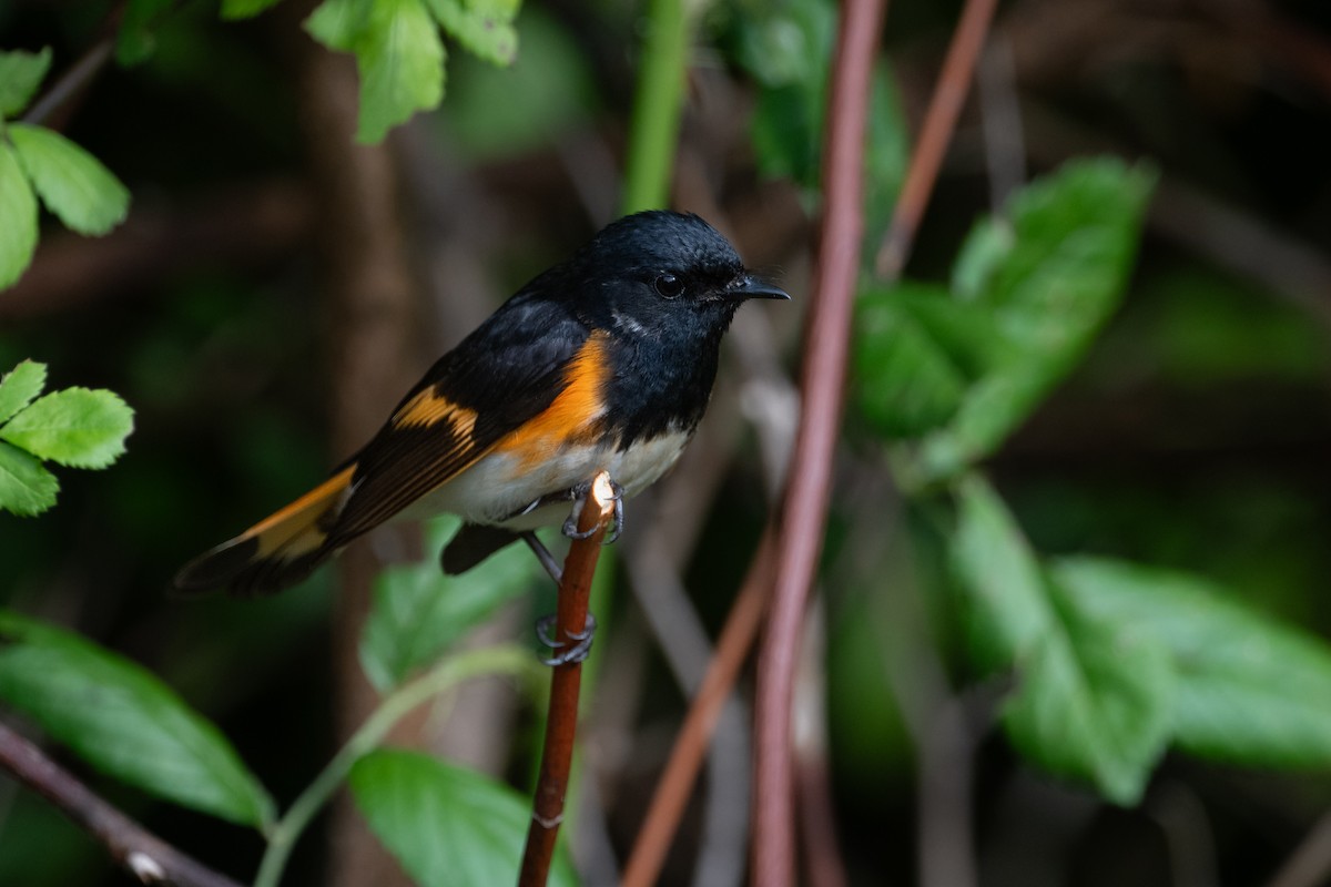 American Redstart - ML638681904