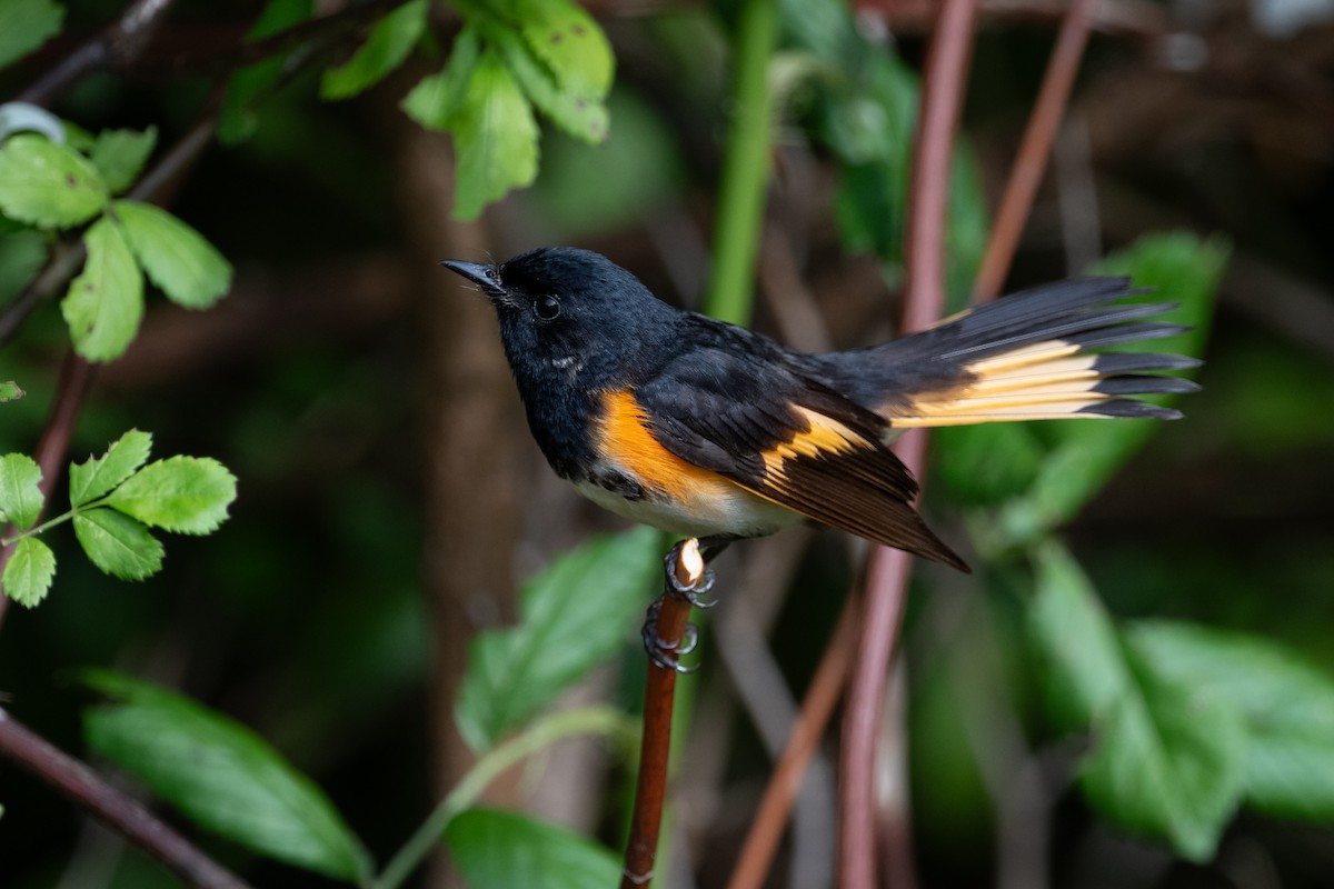 American Redstart - ML638681905
