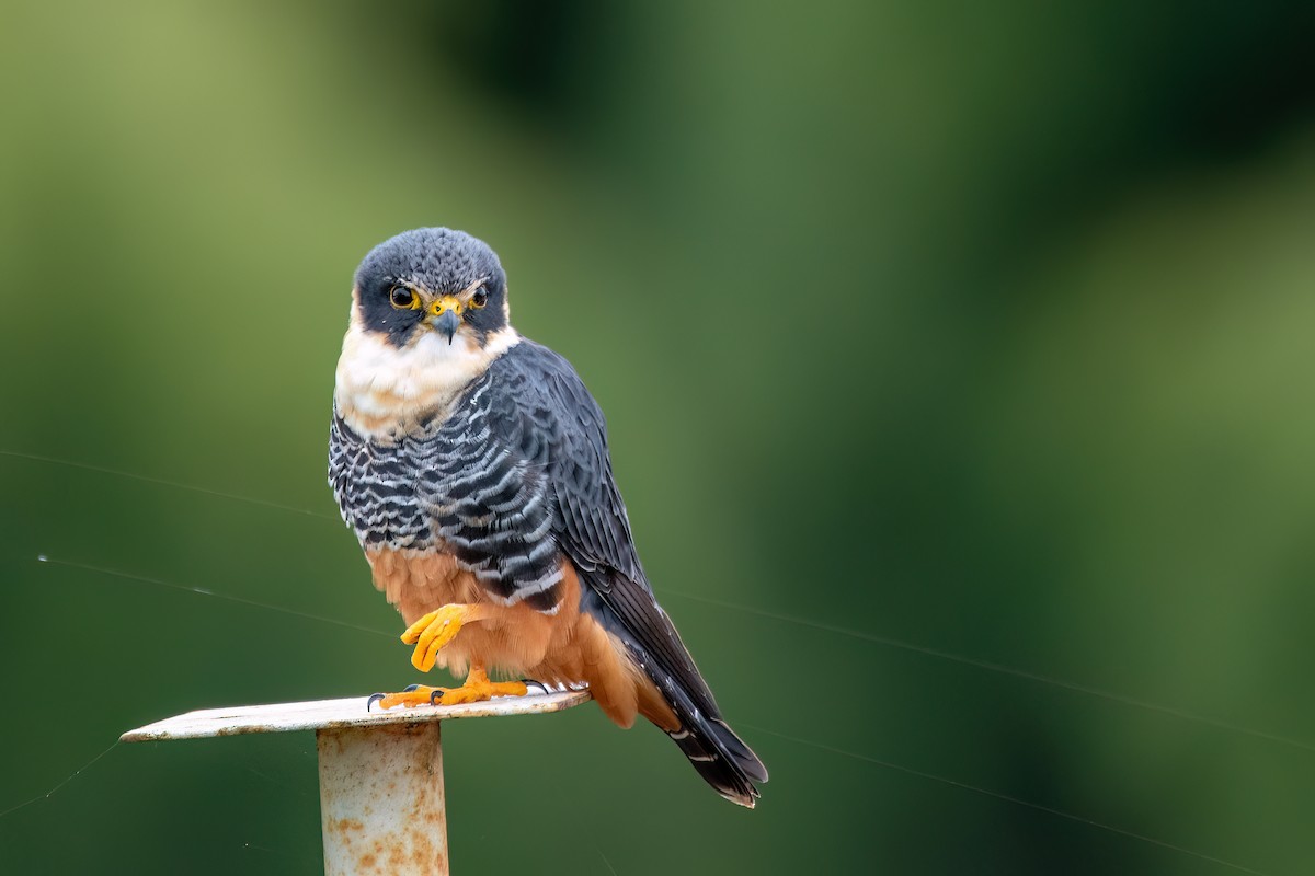Bat Falcon - ML638681933