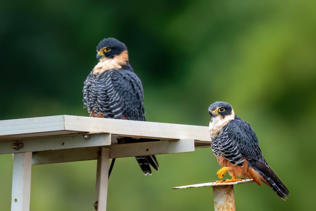 Bat Falcon - ML638681936