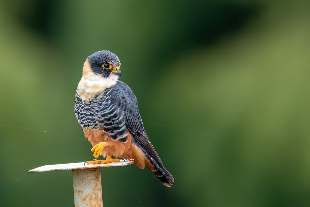 Bat Falcon - ML638681938