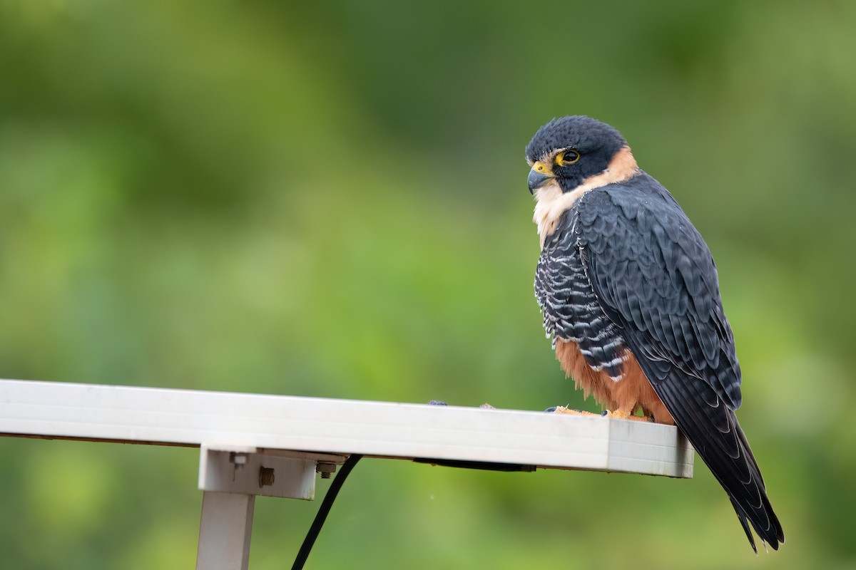 Bat Falcon - ML638681940