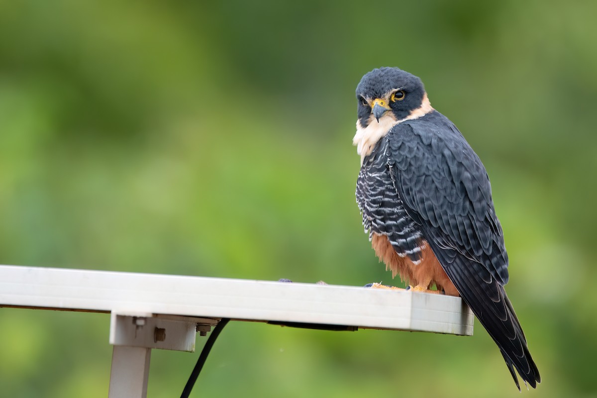 Bat Falcon - ML638681941
