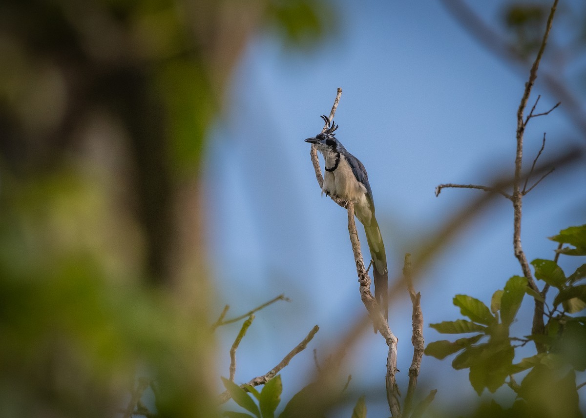 Black-throated x White-throated Magpie-Jay (hybrid) - ML638681964