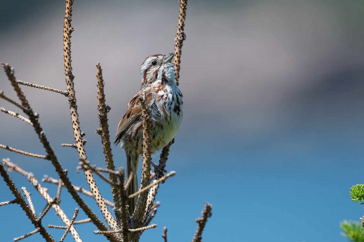 Song Sparrow - ML638681986