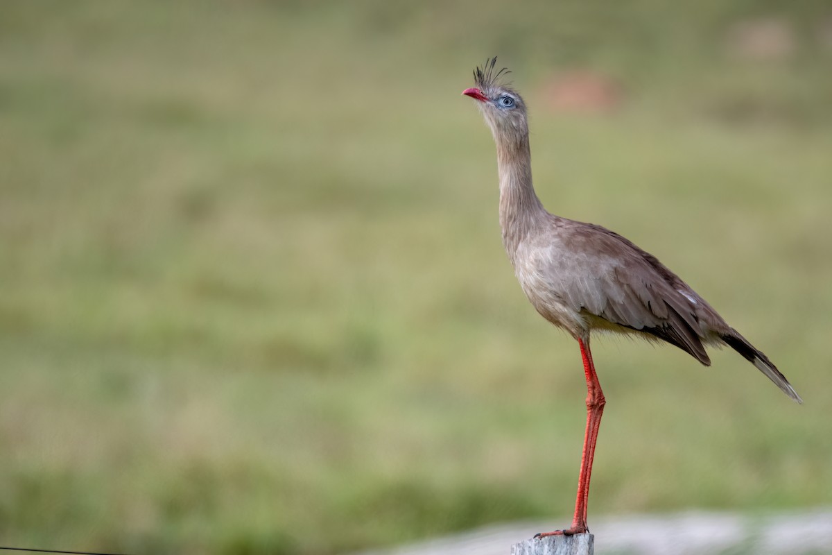 Red-legged Seriema - ML638681993