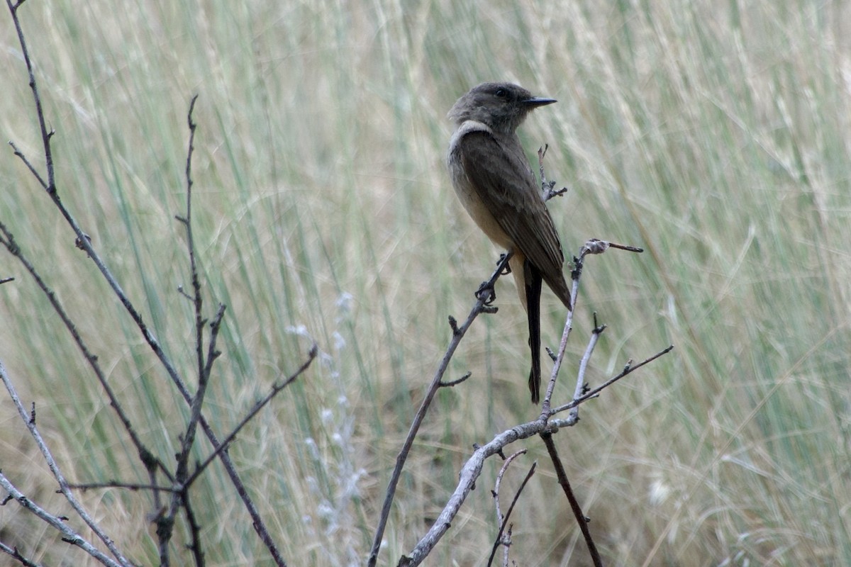 Say's Phoebe - ML638681995