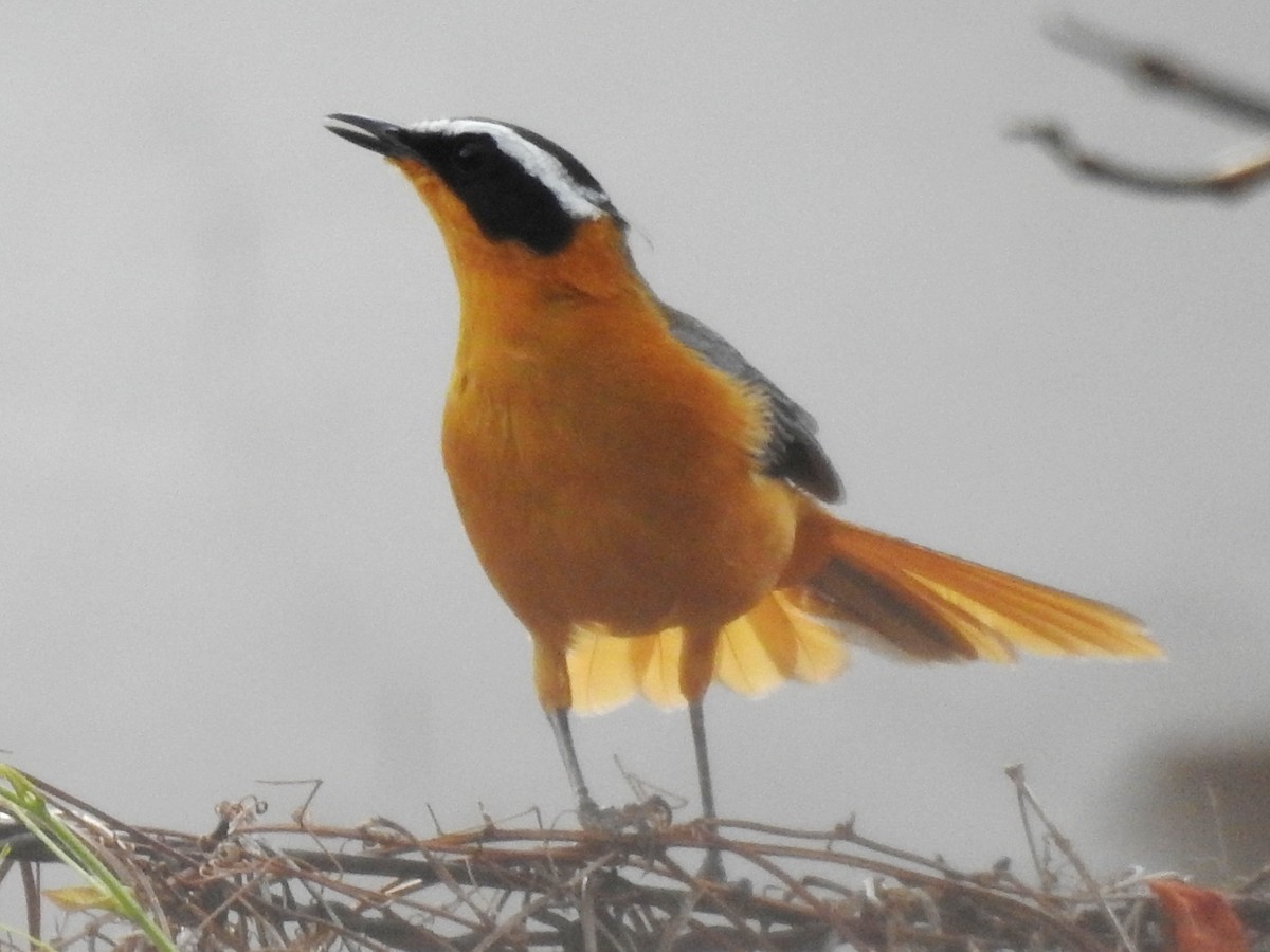 White-browed Robin-Chat - ML638681997
