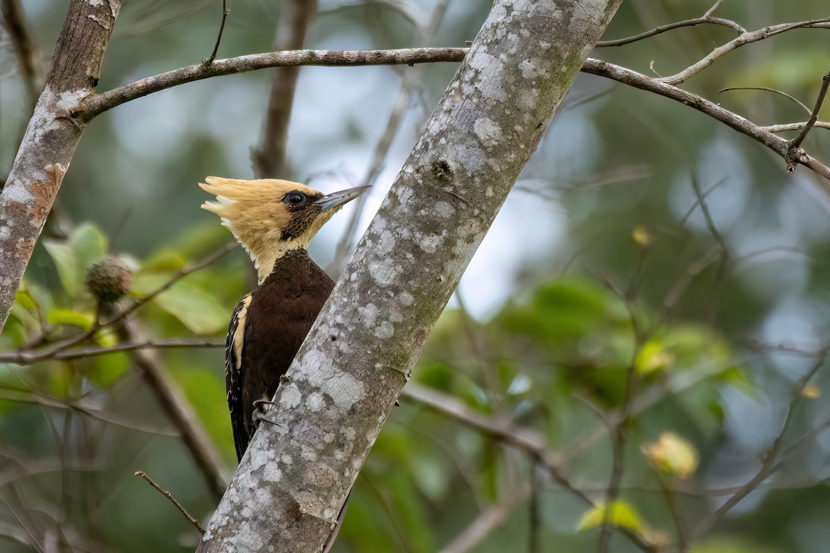 Pale-crested Woodpecker - ML638682002