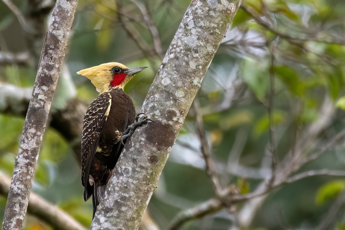 Pale-crested Woodpecker - ML638682003