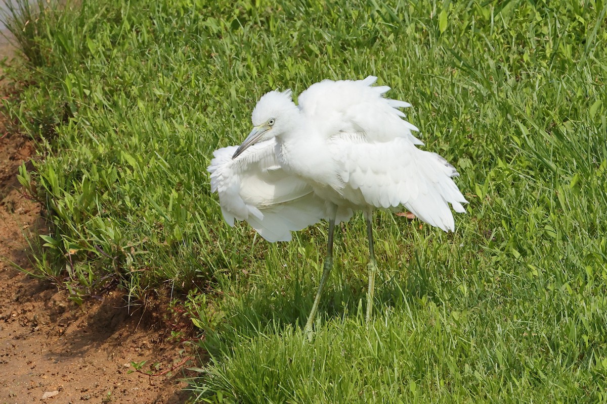 Little Blue Heron - ML638682007