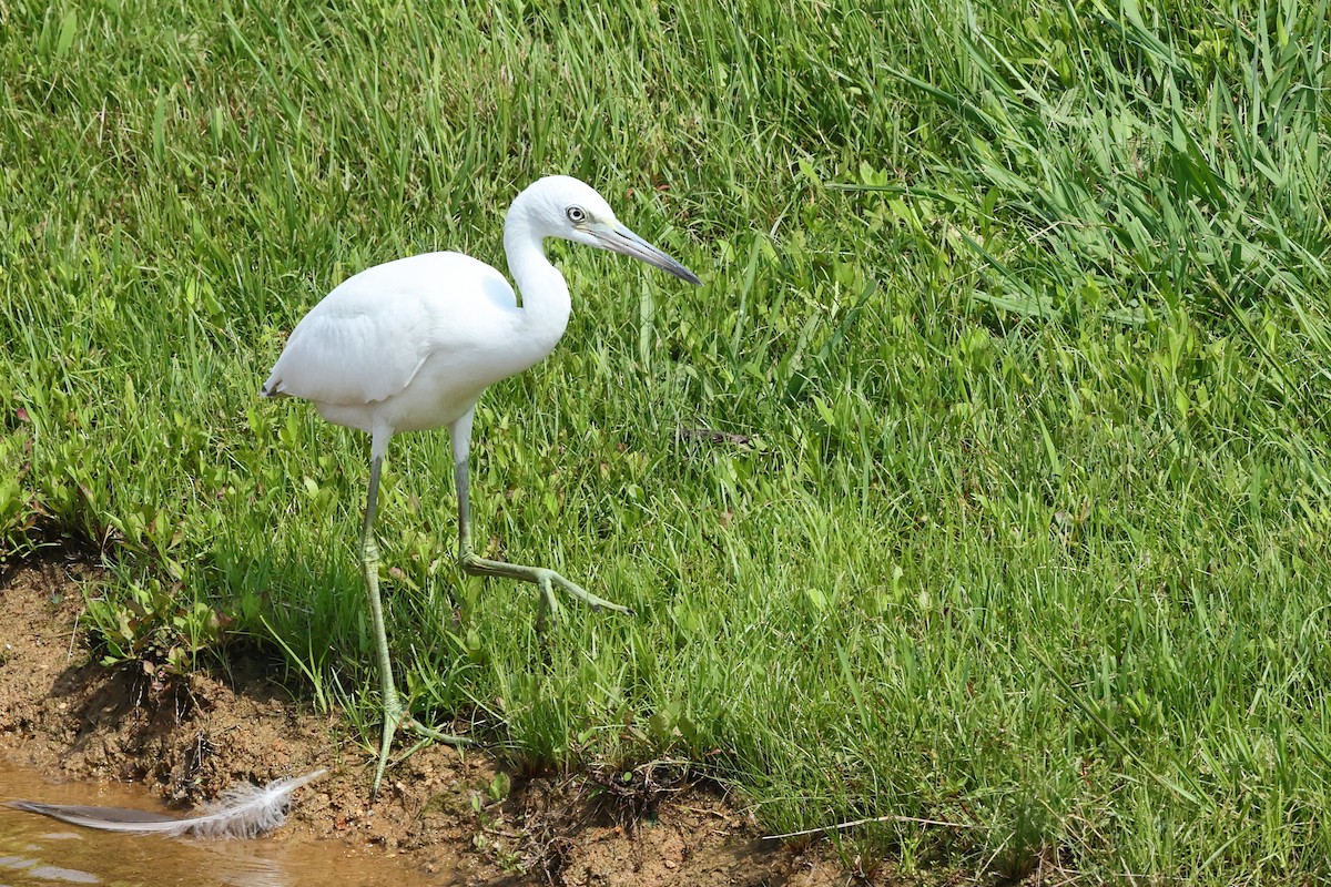 Little Blue Heron - ML638682008
