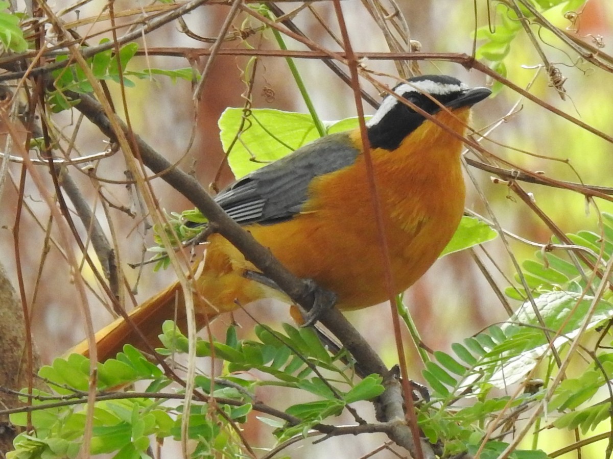 White-browed Robin-Chat - ML638682021