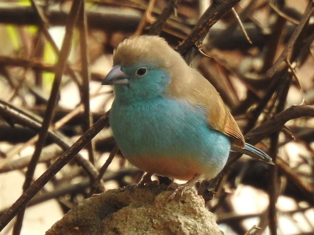 Southern Cordonbleu - ML638682055