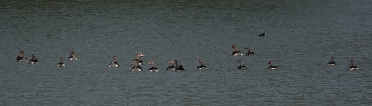 Graylag Goose - ML638682080